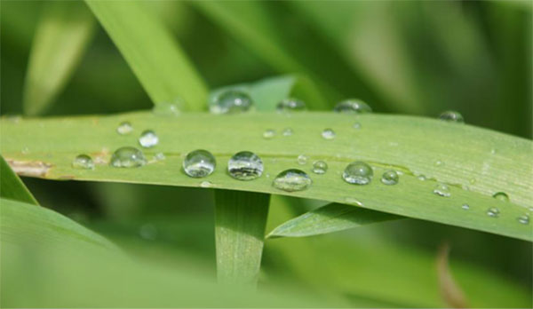 blatt tropfen