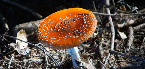 pilz