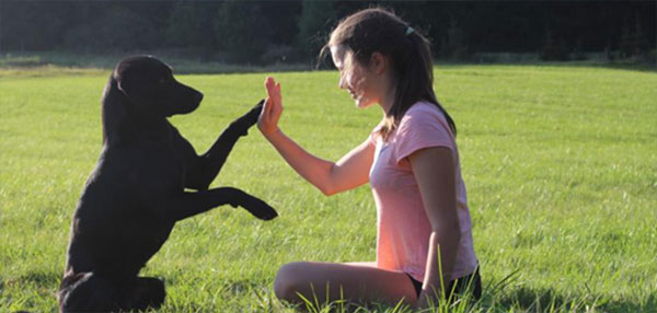hund wiese